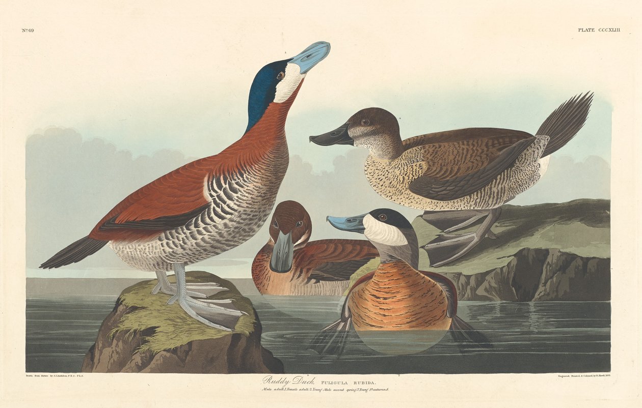 Pato Ruddy, 1836. de Robert Havell