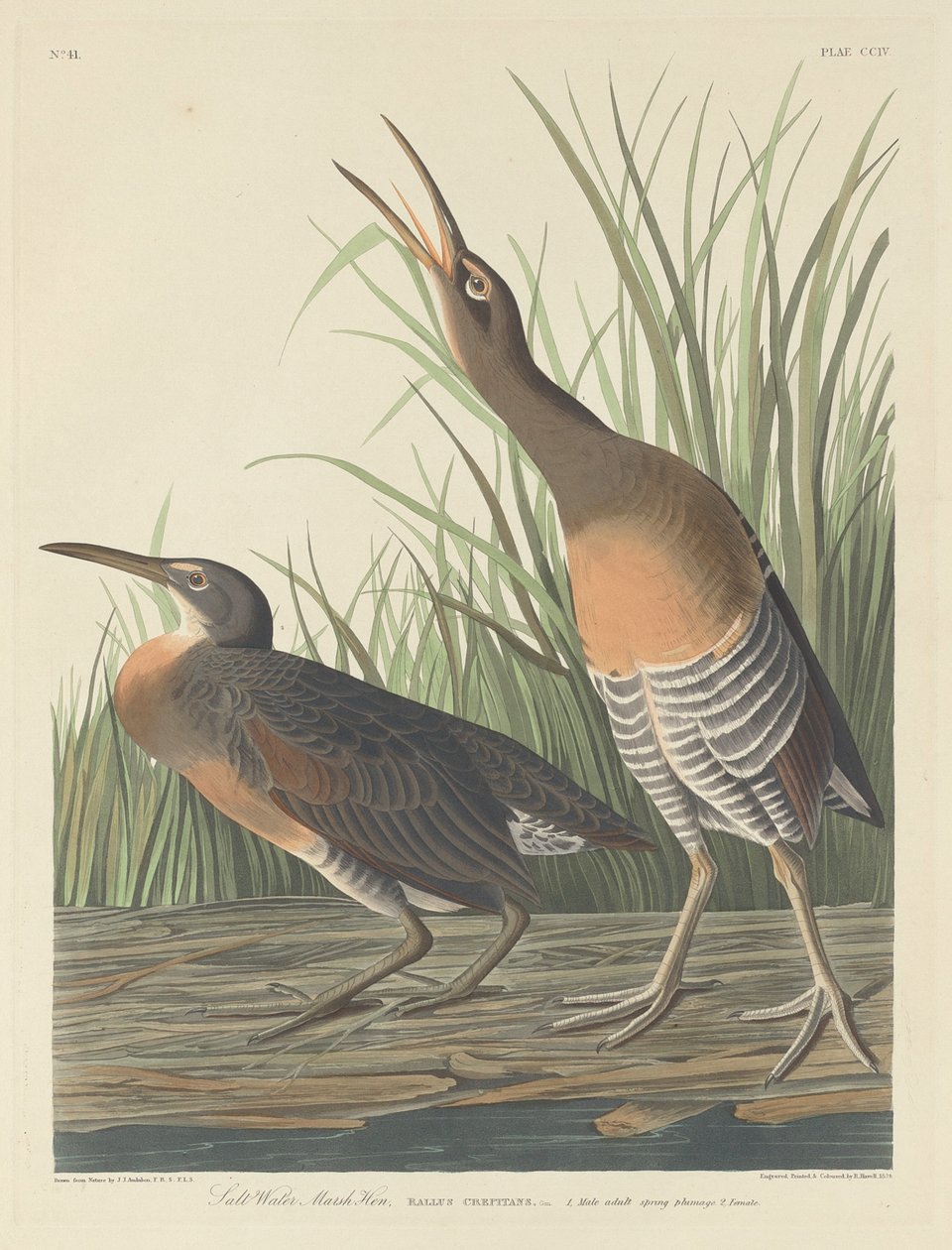 Galinha do pântano de água salgada, 1834. de Robert Havell