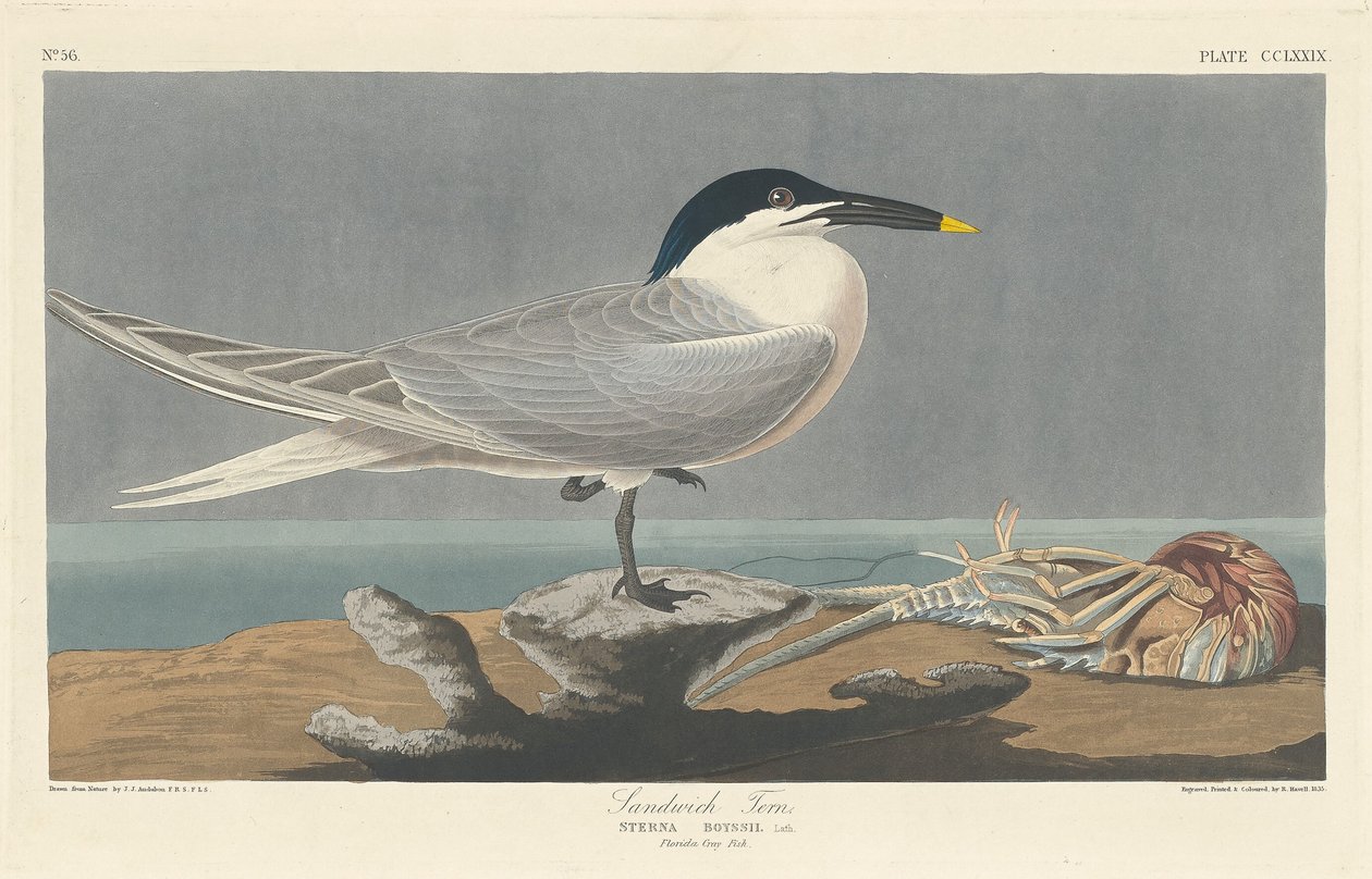 Sanduíche de andorinha, 1835. de Robert Havell