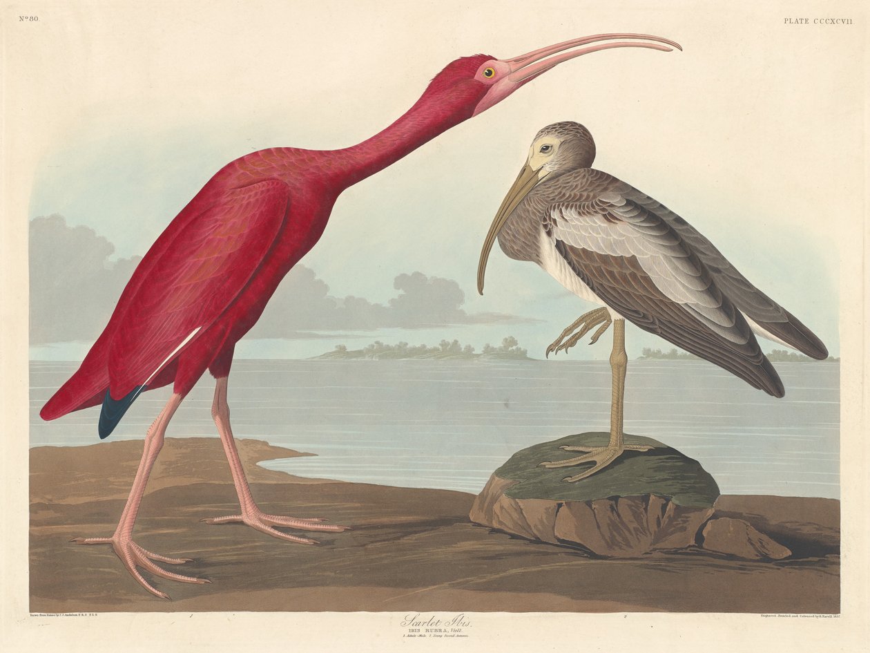 Íbis Escarlate, 1837 de Robert Havell