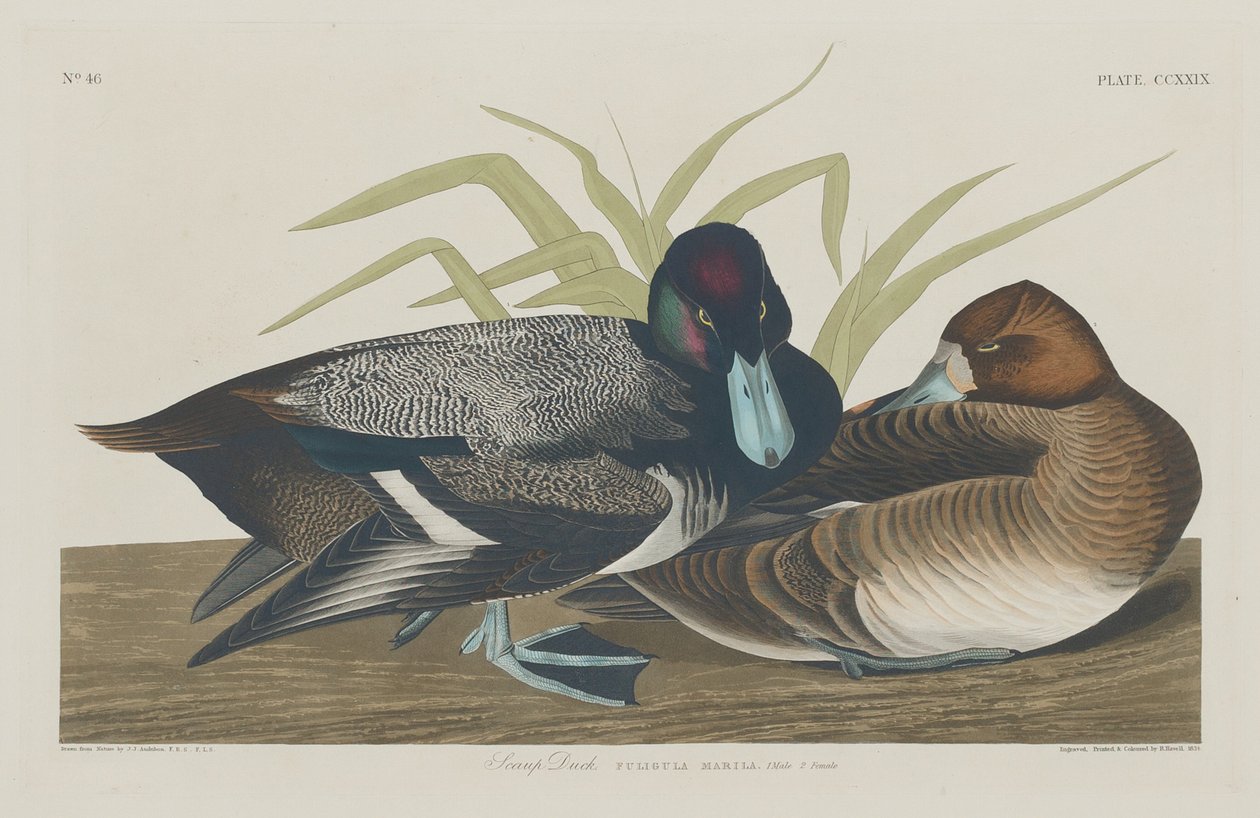 Pato Escapulário, 1834. de Robert Havell