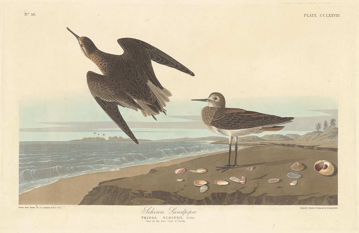 O maçarico de Schinz, 1835. de Robert Havell