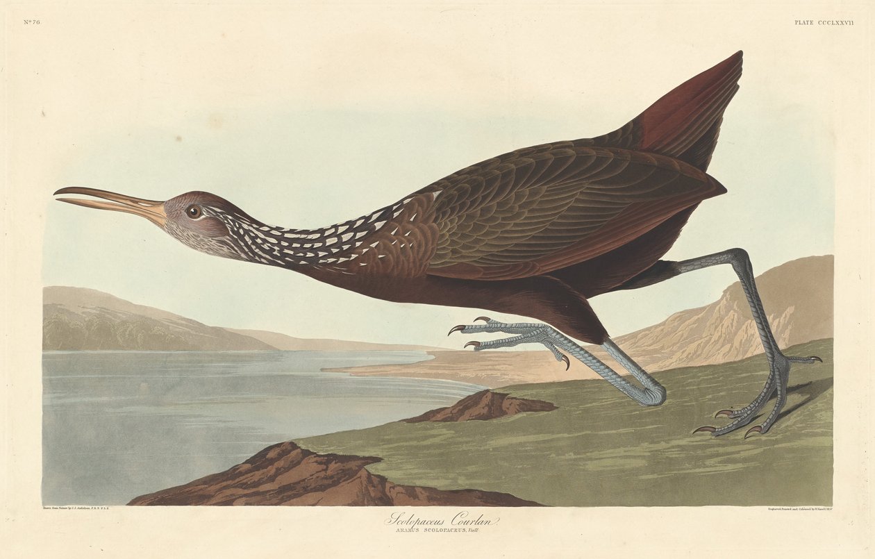 Scolopaceus Courlan, 1837. de Robert Havell