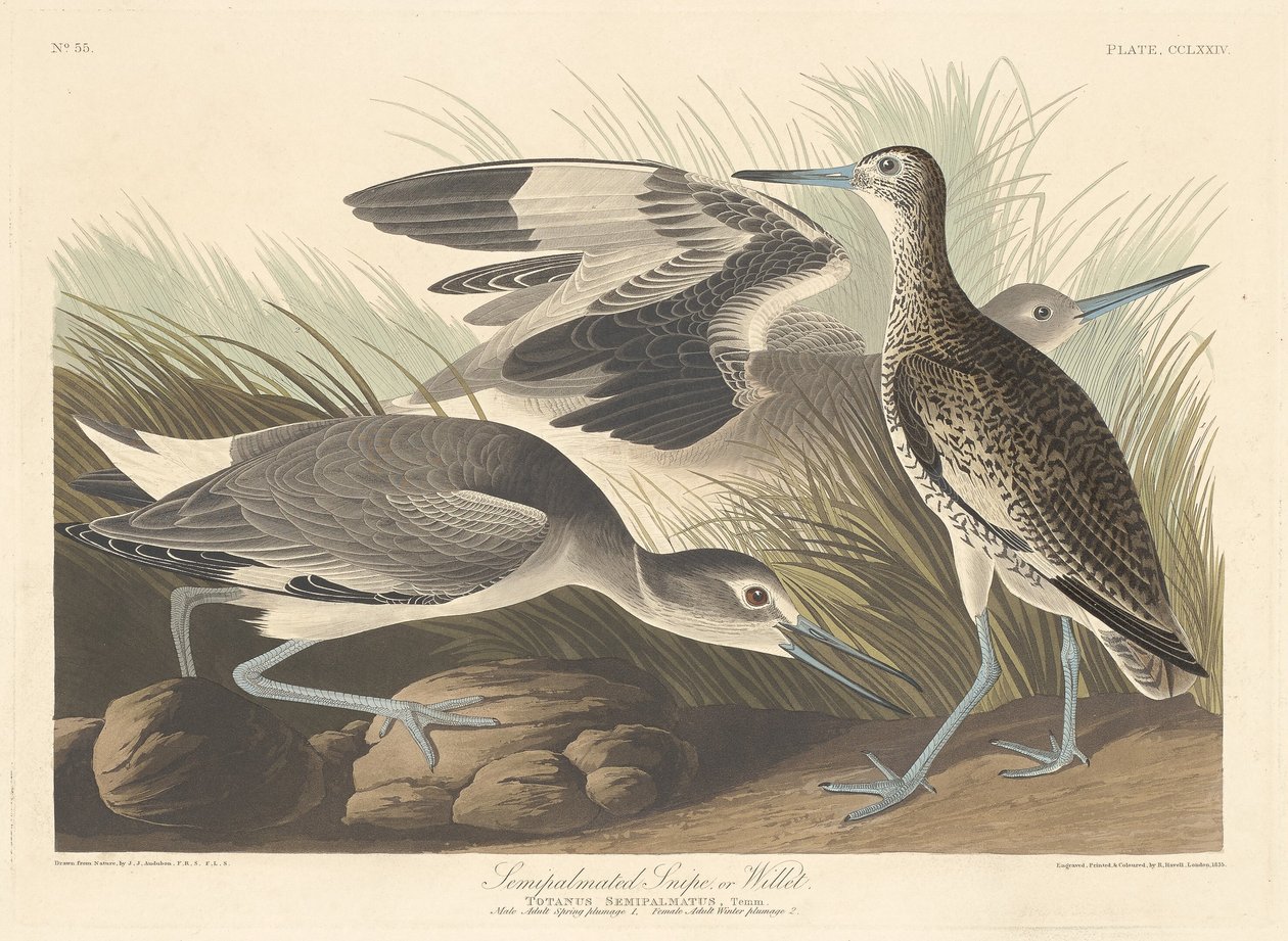 Narceja ou Willet semi-palmado, 1835. de Robert Havell