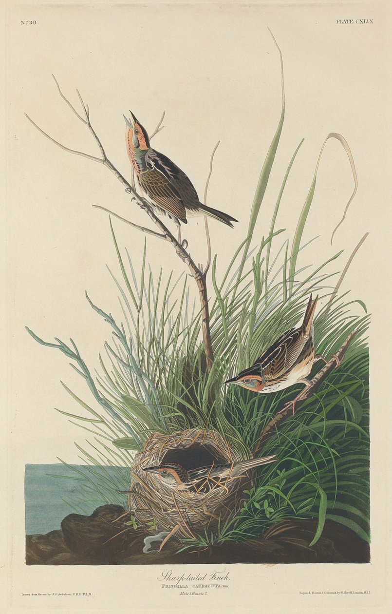 Passarinho de cauda afiada, 1832. de Robert Havell