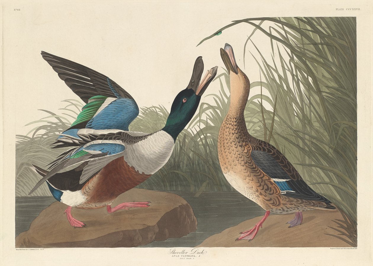 Pato pá, 1836. de Robert Havell