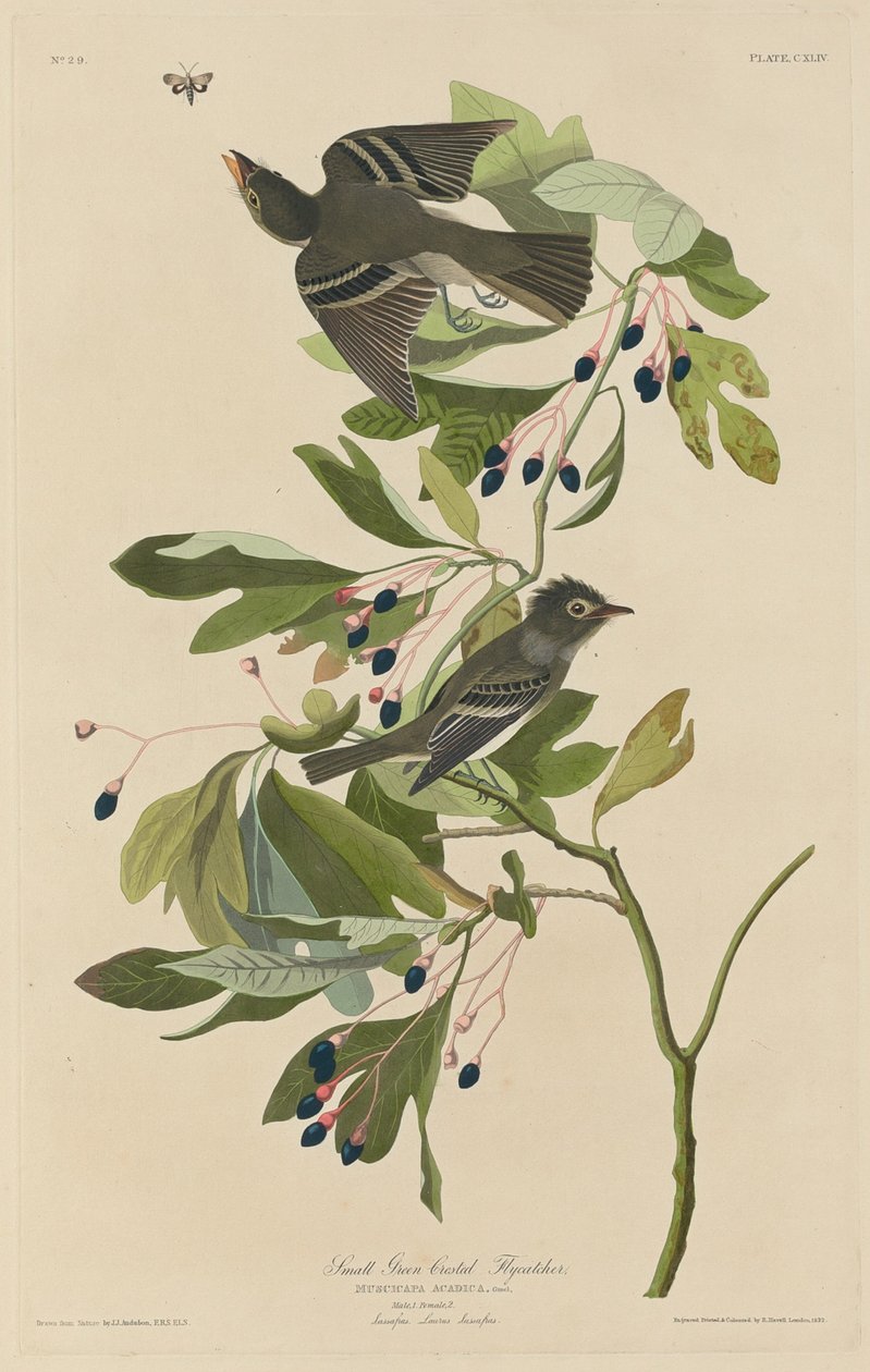 Pequeno Papa-moscas-de-crista-verde, 1832. de Robert Havell