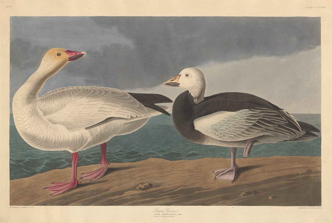 Ganso da Neve, 1837. de Robert Havell