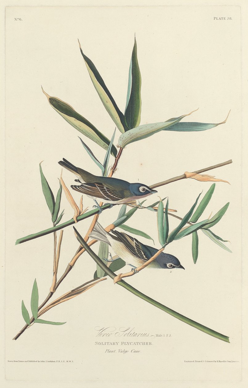 Papa-moscas solitário, 1828. de Robert Havell