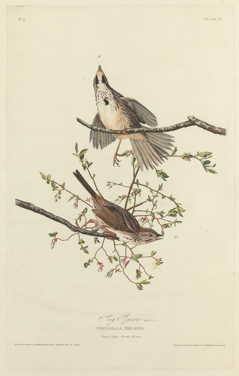 Pardal da Canção, 1827. de Robert Havell