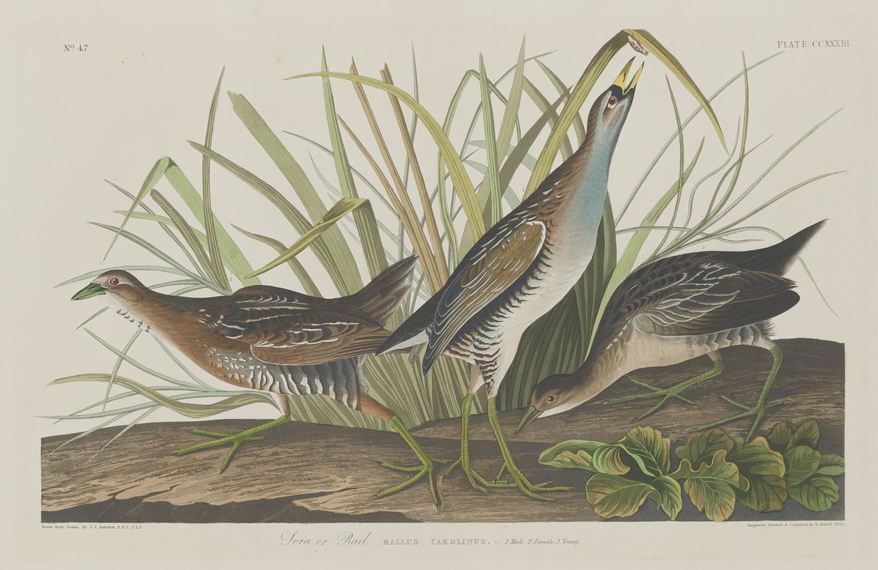 Sora ou Trilho, 1834. de Robert Havell