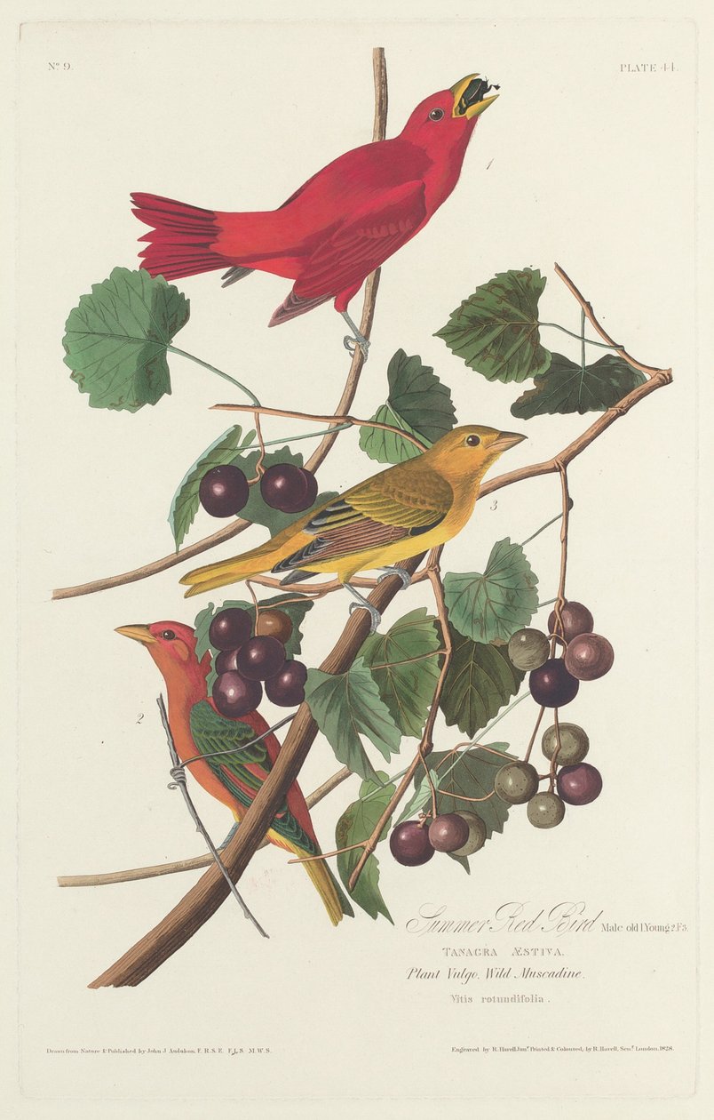 Pássaro Vermelho de Verão, 1828. de Robert Havell