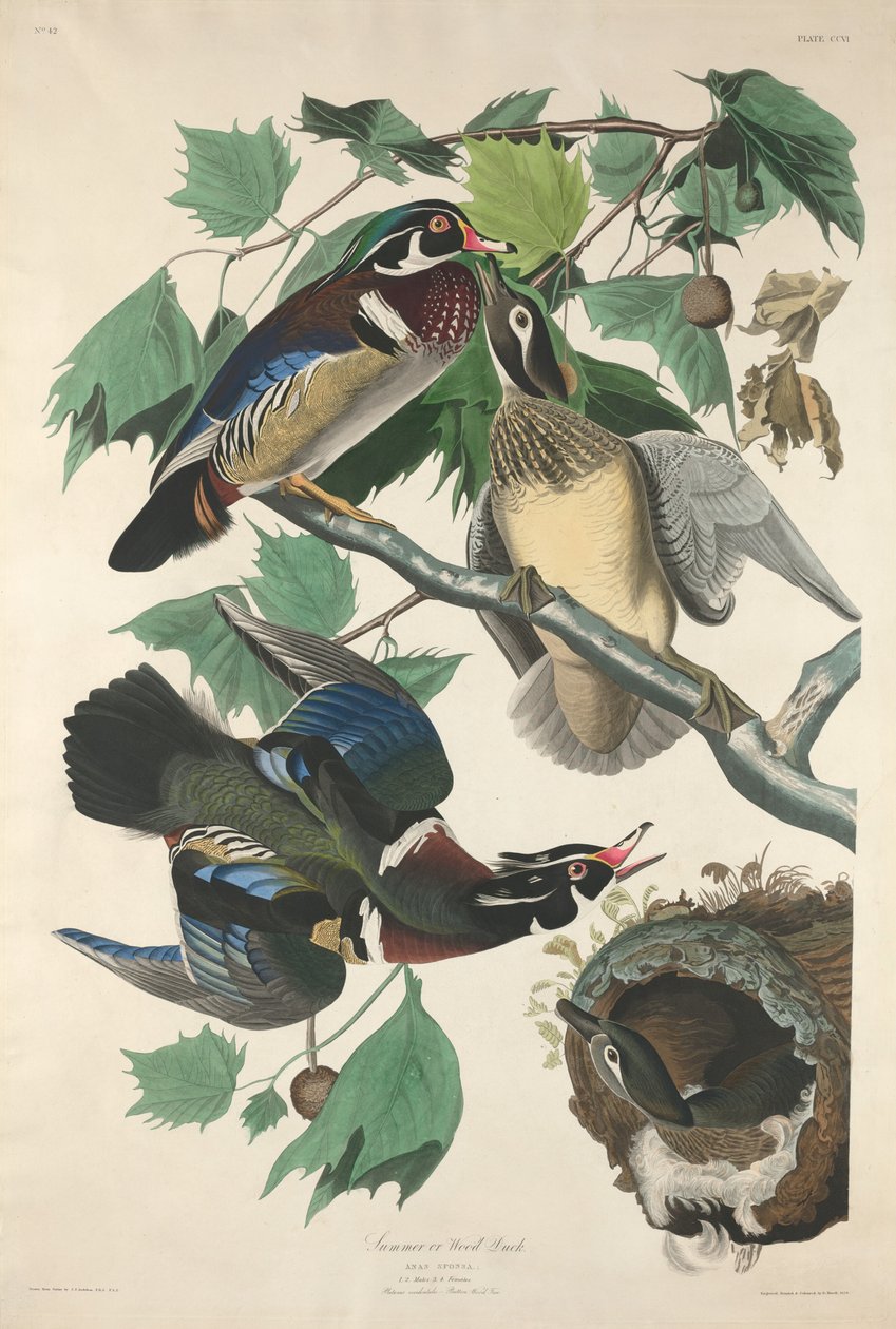 Verão ou Pato de Madeira, 1834. de Robert Havell