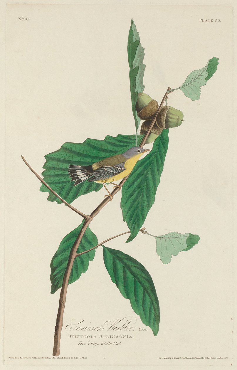 A toutinegra de Swainson, 1828. de Robert Havell