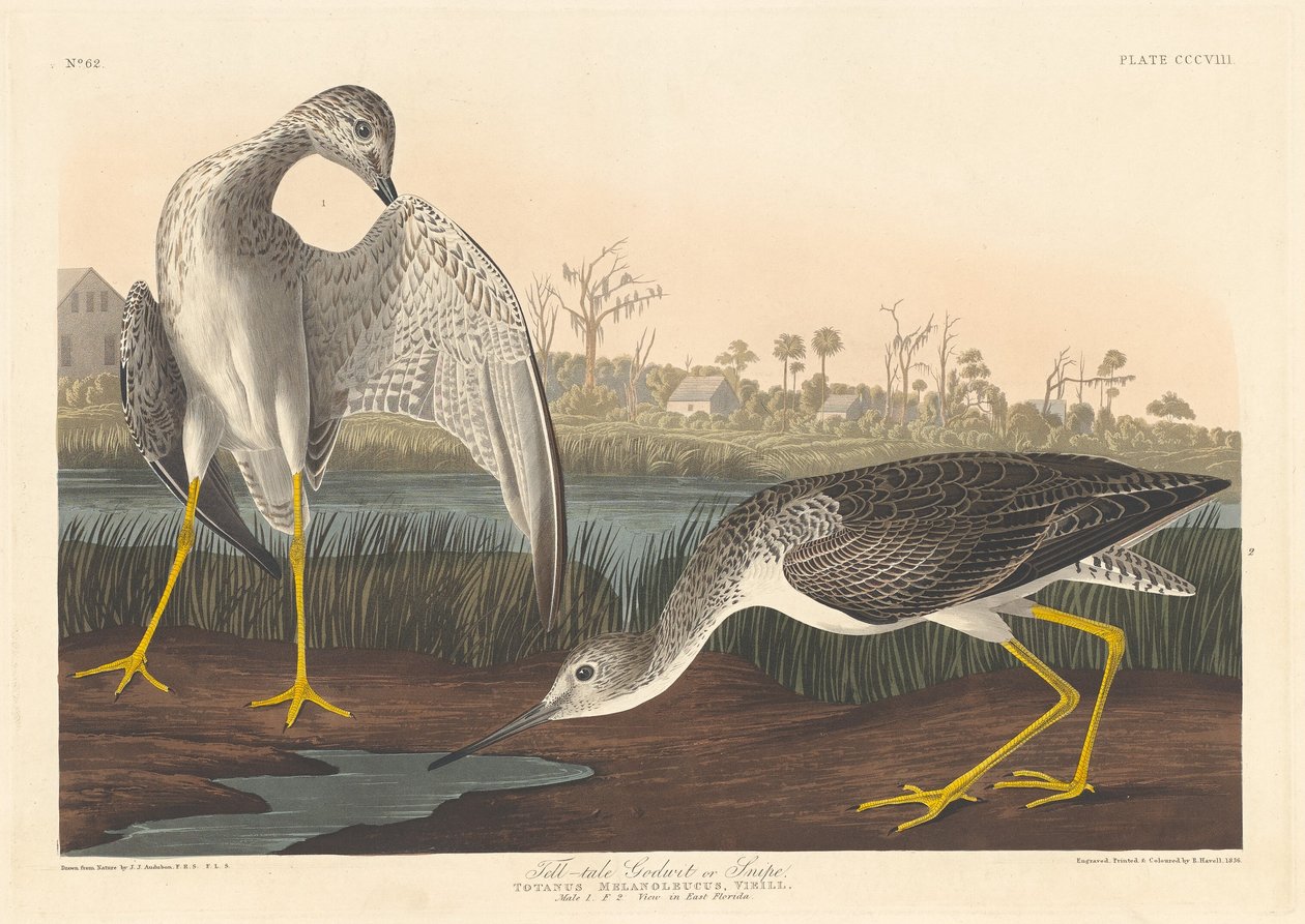 Godwit revelador, 1836. de Robert Havell