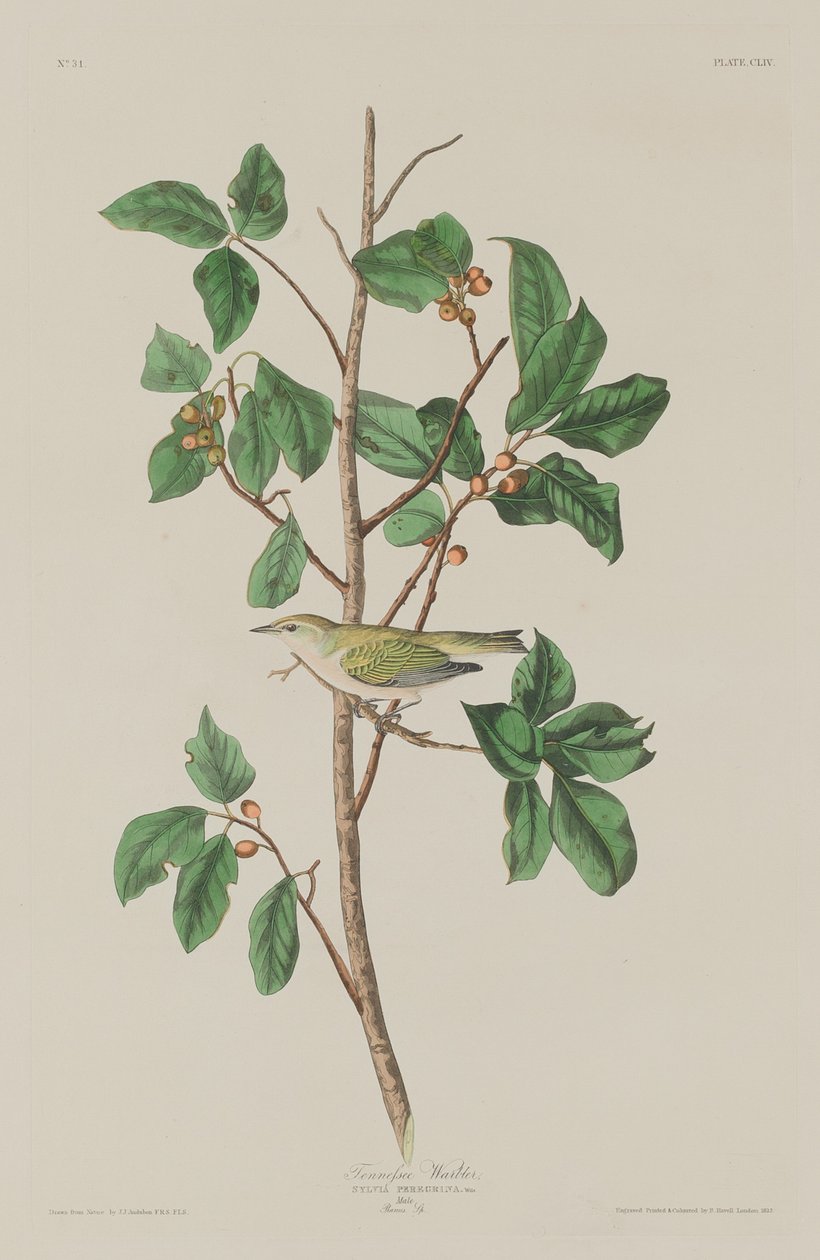 Toutinegra do Tennessee, 1832. de Robert Havell