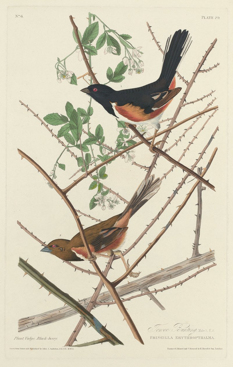 Towee Bunting, 1828. de Robert Havell