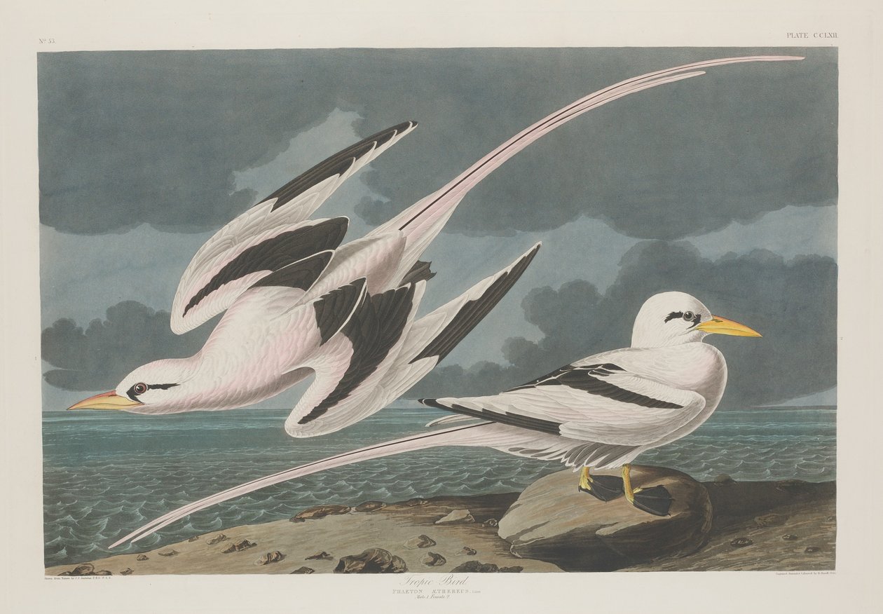 Pássaro Trópico, 1835. de Robert Havell