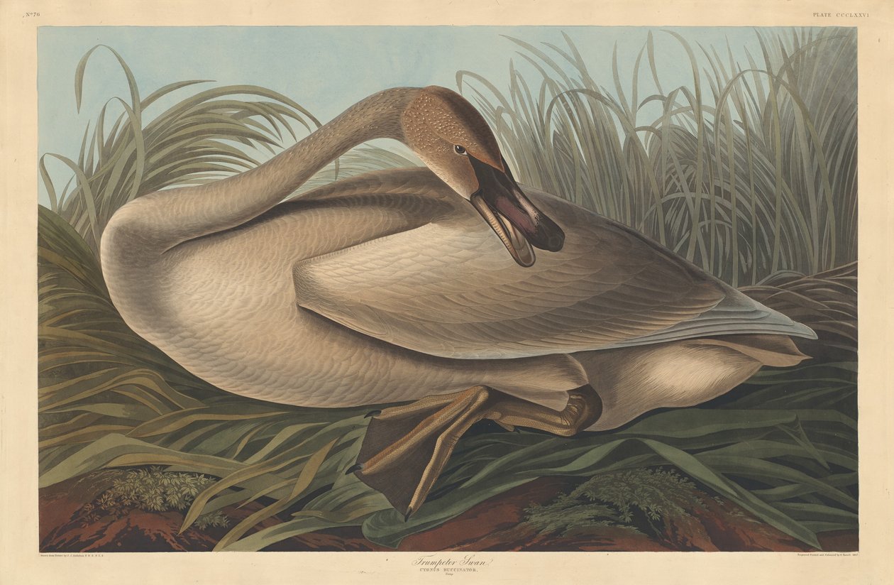 Trompetista Swan, 1837. de Robert Havell