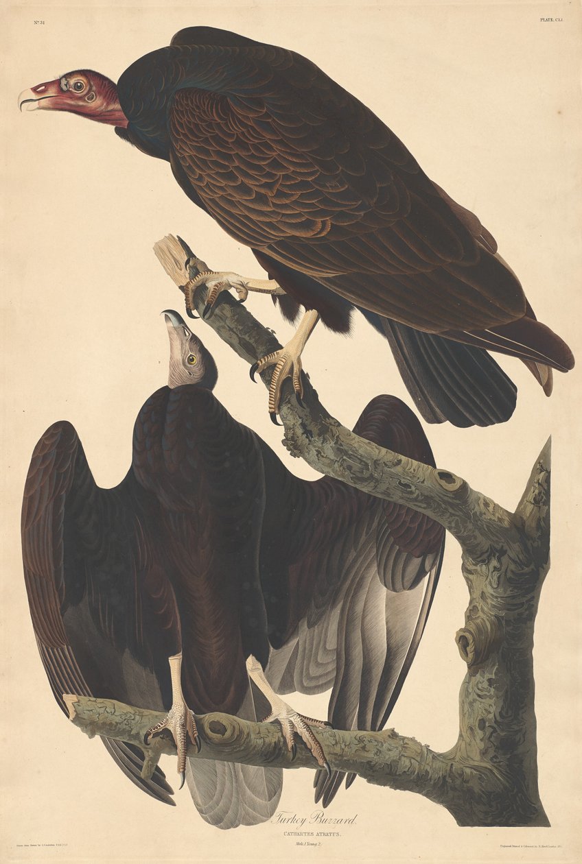 Urubu da Turquia, 1832. de Robert Havell