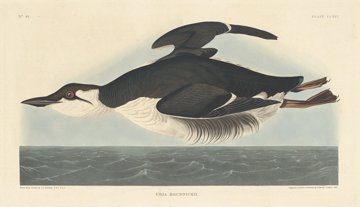 Uria Brunnichii, 1835. de Robert Havell