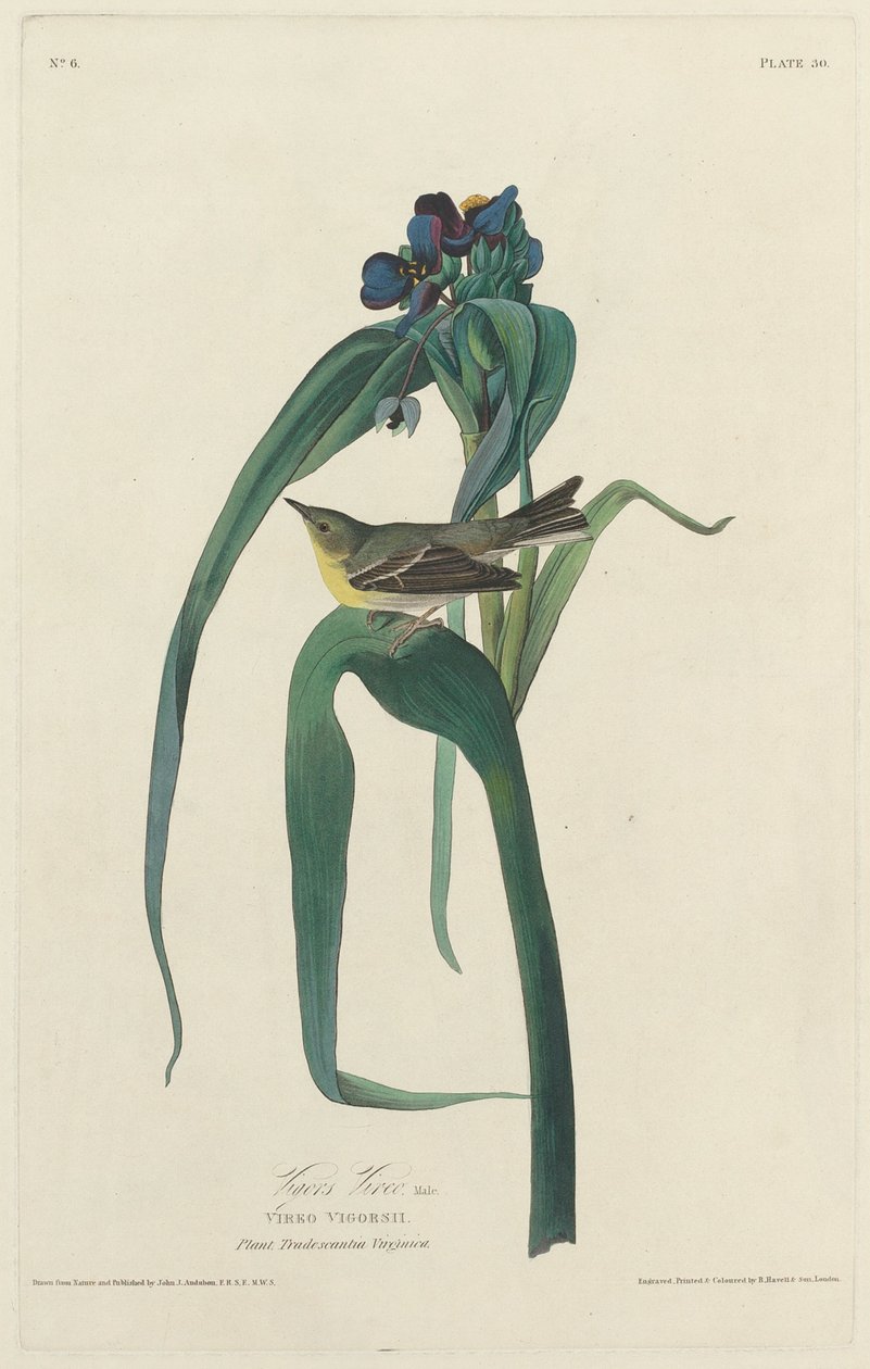 Vigors Vireo, 1828. de Robert Havell