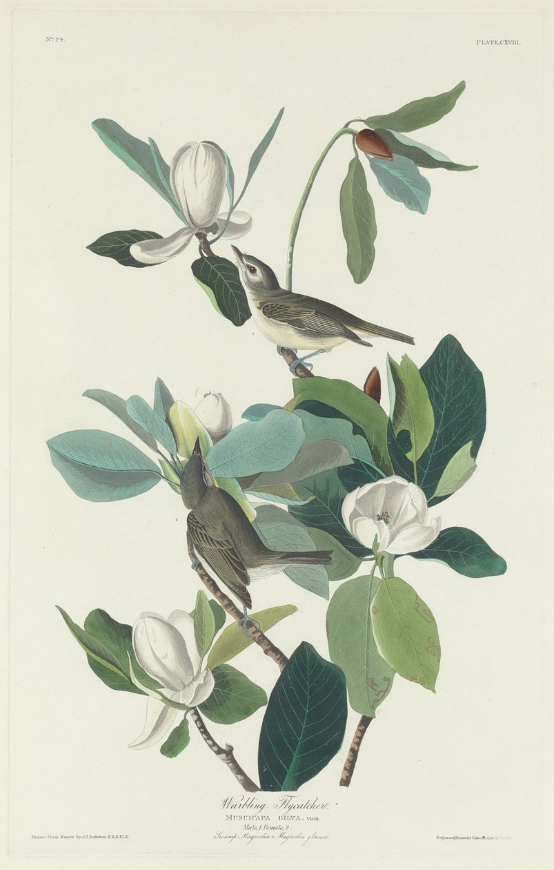 Papa-moscas Warbling, 1831. de Robert Havell