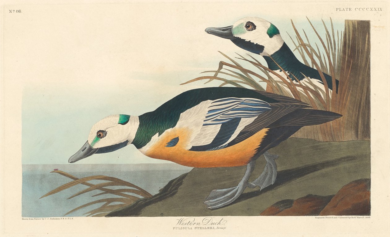 Pato Ocidental, 1838. de Robert Havell