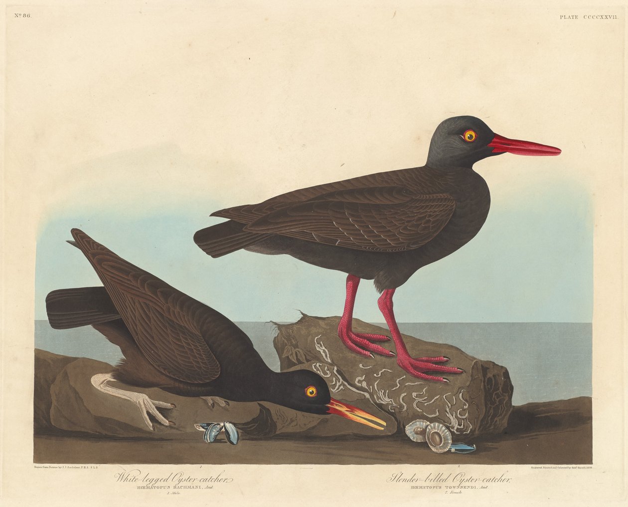 Oyster-catcher de pernas brancas e oyster-catcher de bico fino, 1838. de Robert Havell