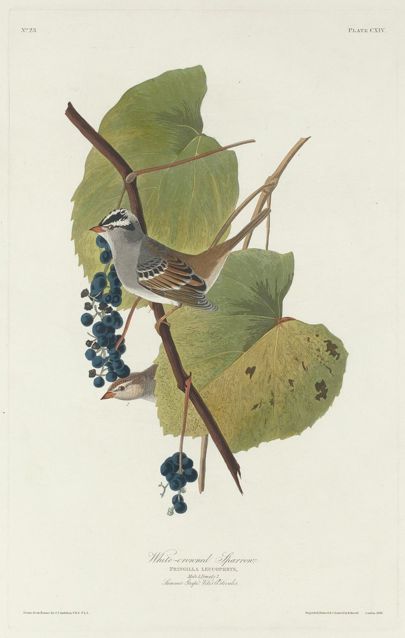 Pardal-de-coroa-branca, 1831. de Robert Havell