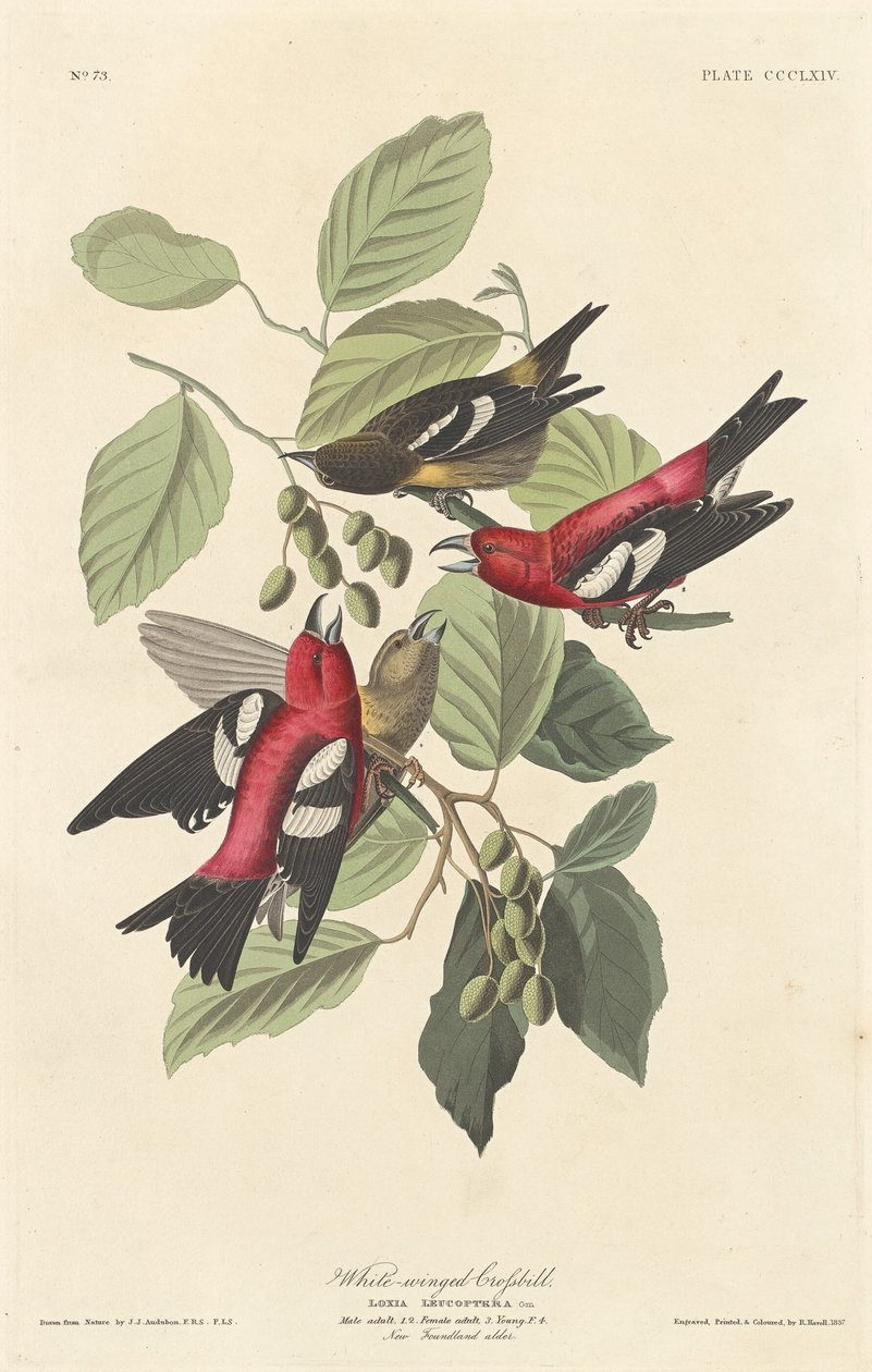 Bico cruzado de asas brancas, 1837. de Robert Havell