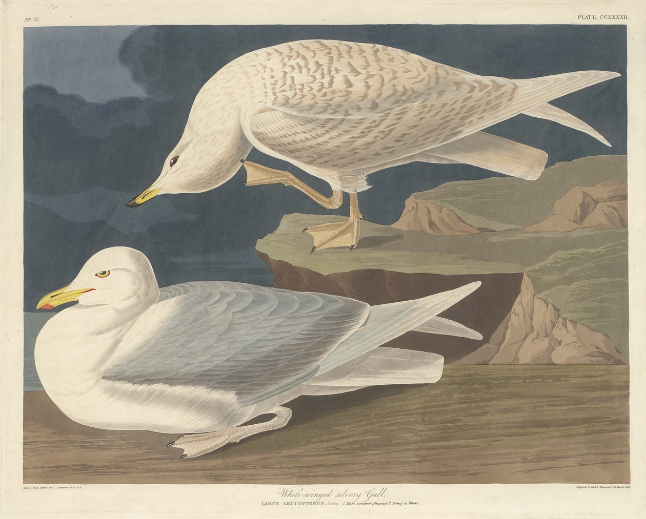 Gaivota prateada de asas brancas, 1835. de Robert Havell