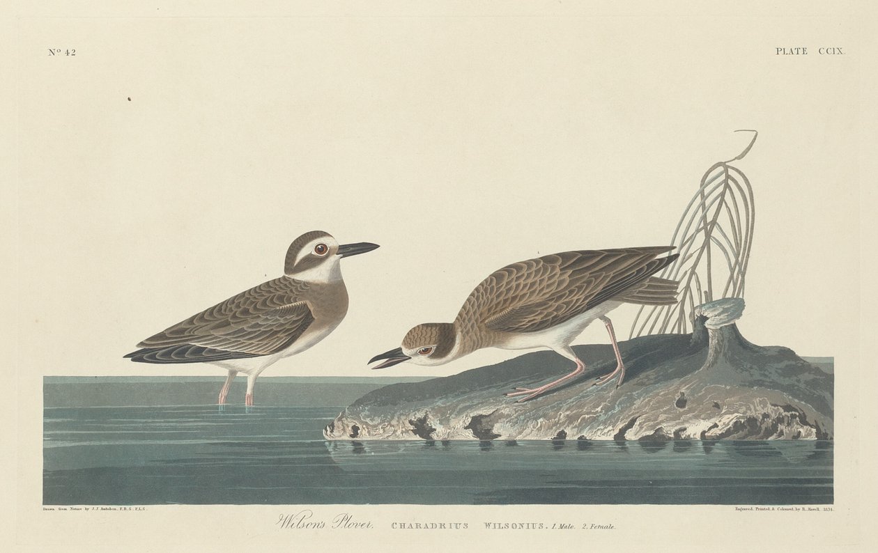 Tarambola de Wilson, 1834. de Robert Havell