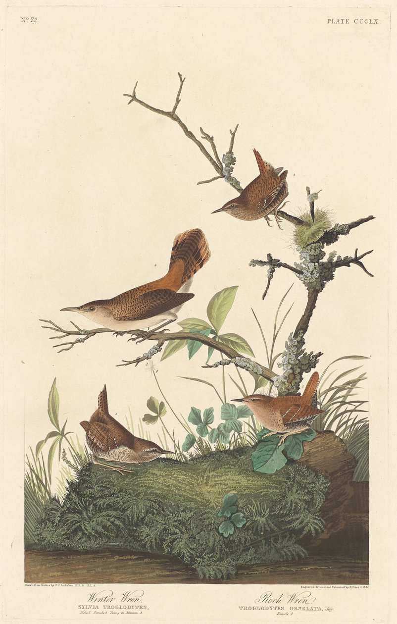 Winter Wren e Rock Wren, 1837. de Robert Havell