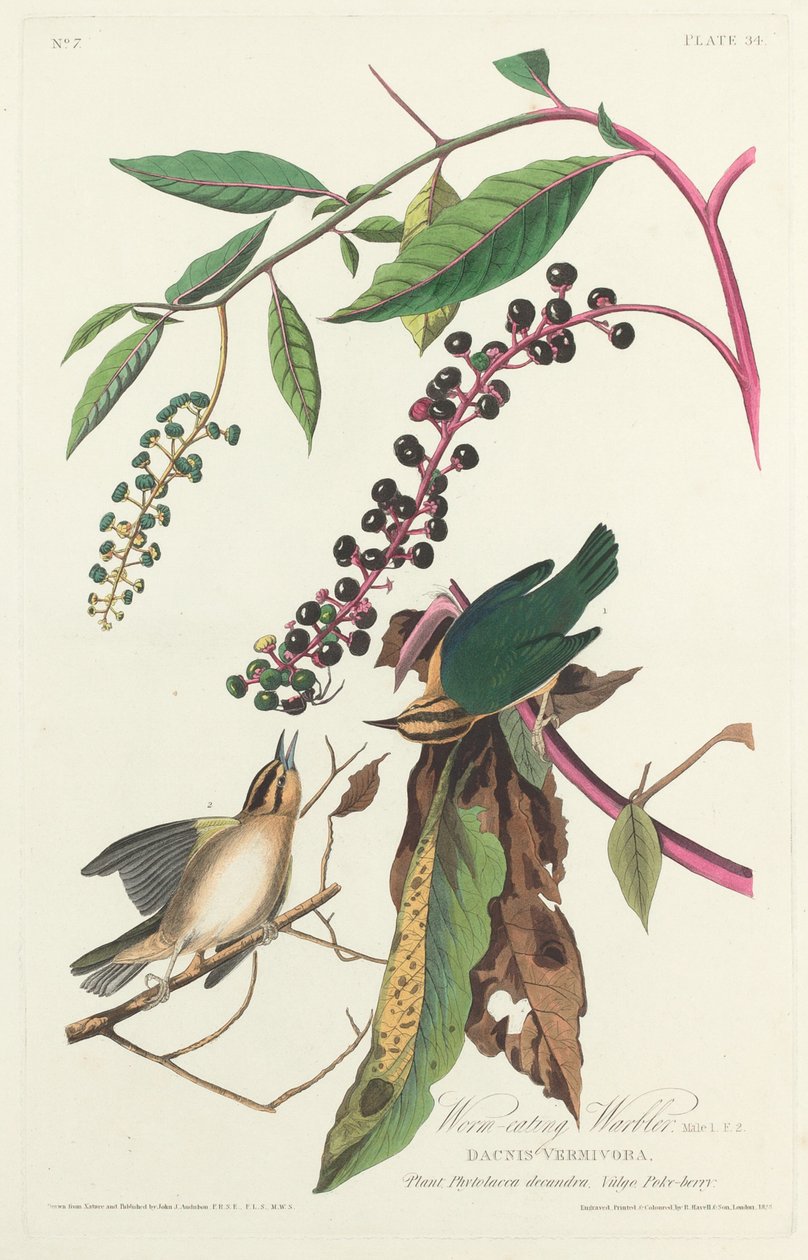 Toutinegra comedora de vermes, 1828. de Robert Havell