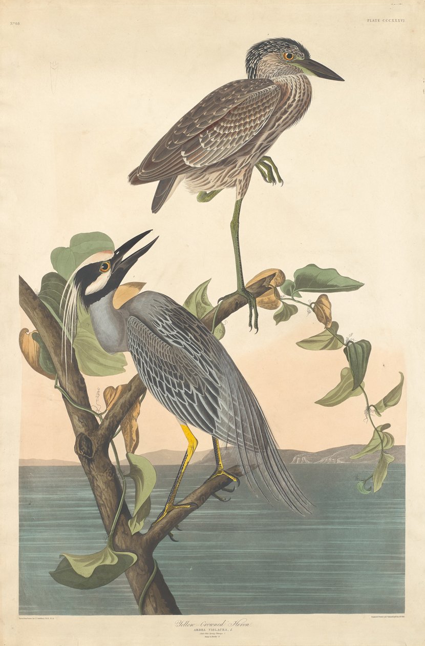Garça-de-coroa-amarela, 1836. de Robert Havell
