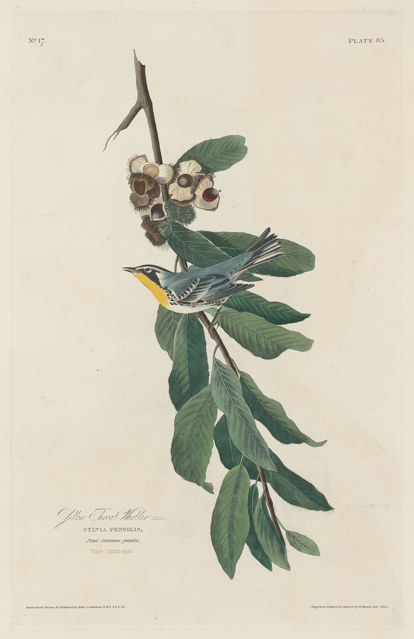 Toutinegra-de-garganta-amarela, 1830. de Robert Havell
