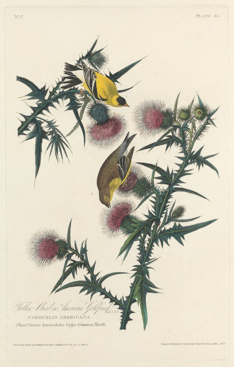 Pássaro Amarelo ou Pintassilgo Americano, 1828. de Robert Havell
