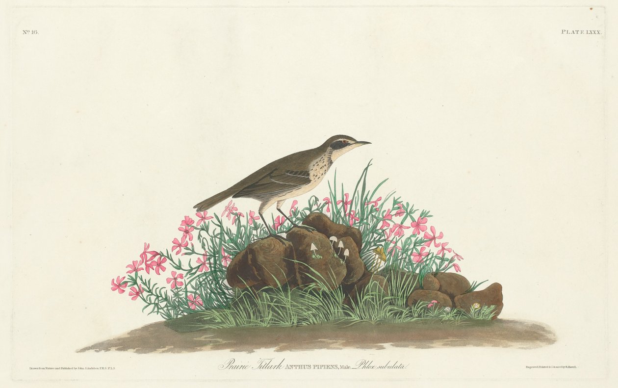 Cotovia da Pradaria de Robert Havell, Jr. after John James Audubon