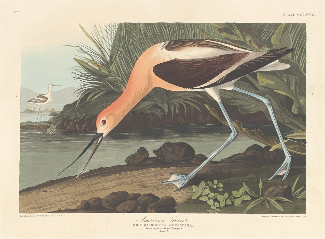 alfaiate americano de Robert Havell after John James Audubon