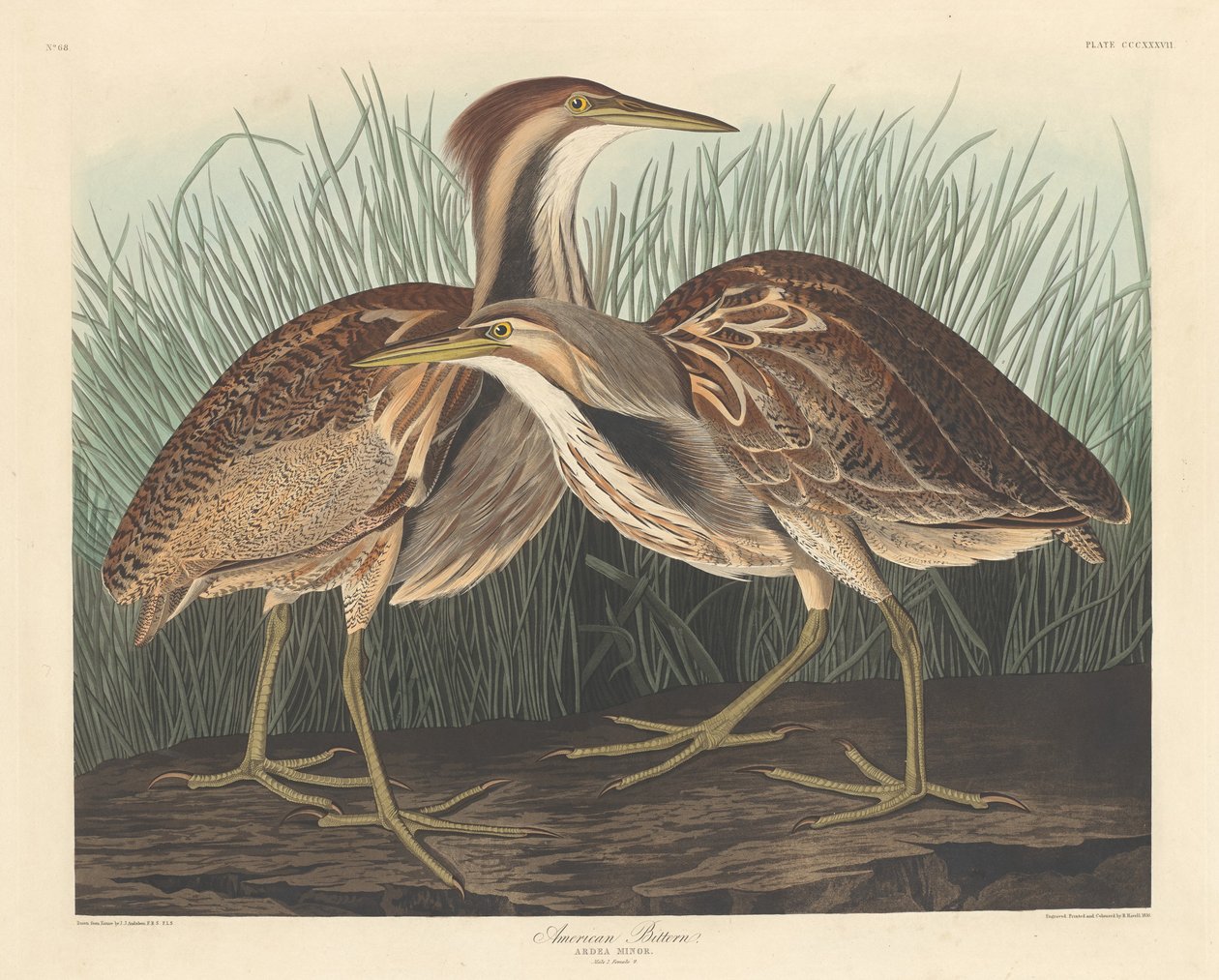 Garça Americana de Robert Havell after John James Audubon