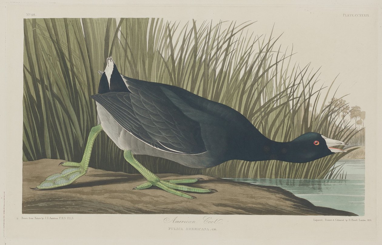 galeirão americano de Robert Havell after John James Audubon