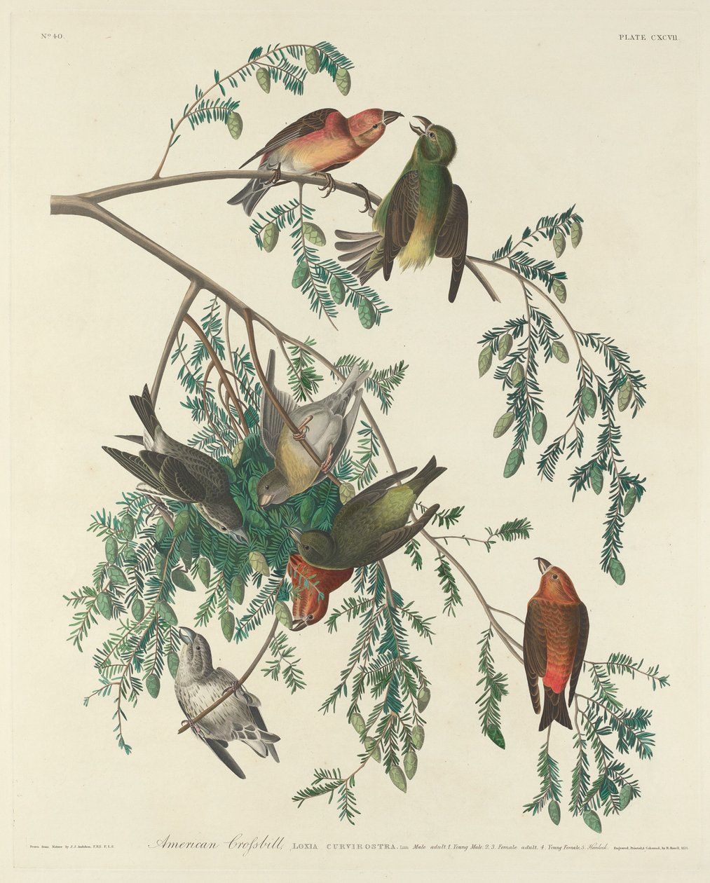 Bico cruzado americano de Robert Havell after John James Audubon
