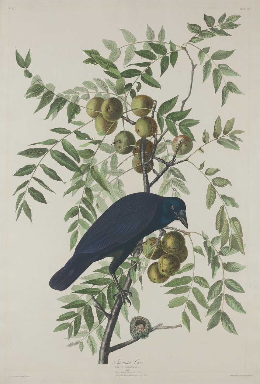 corvo americano de Robert Havell after John James Audubon