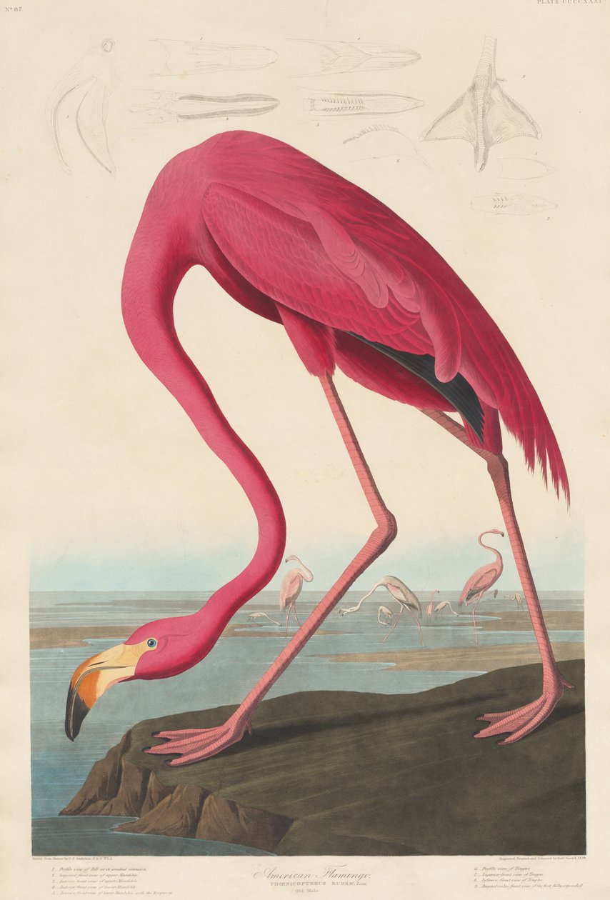 Flamingo americano de Robert Havell after John James Audubon