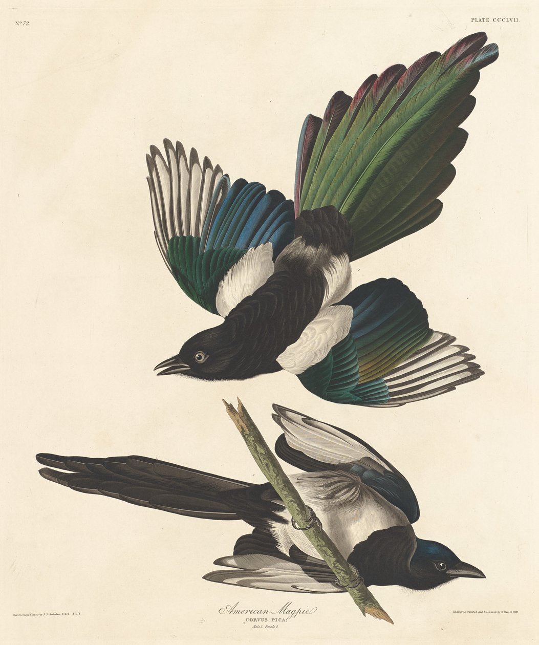 pega americana de Robert Havell after John James Audubon