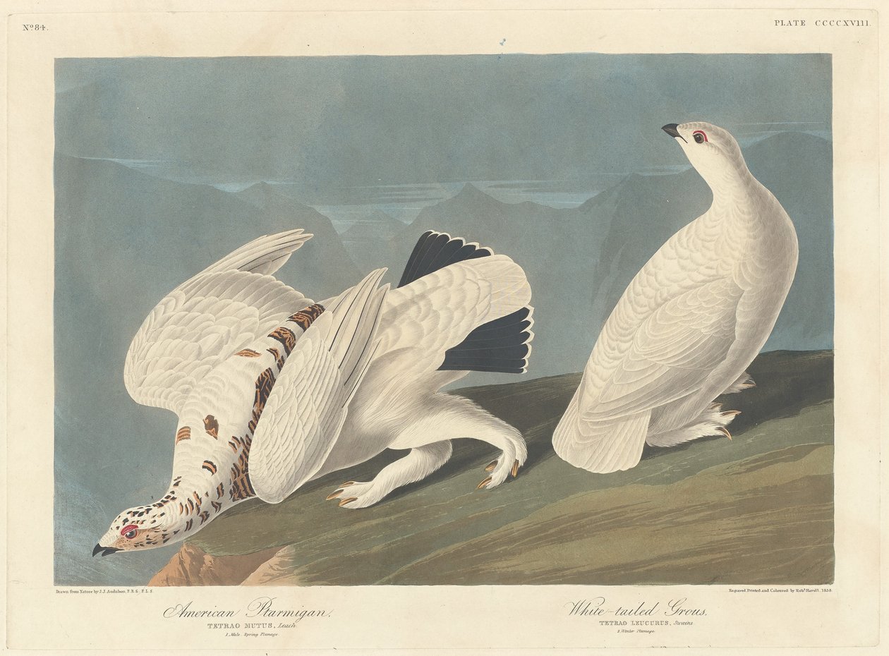 Ptarmigan americano e galo silvestre de cauda branca de Robert Havell after John James Audubon