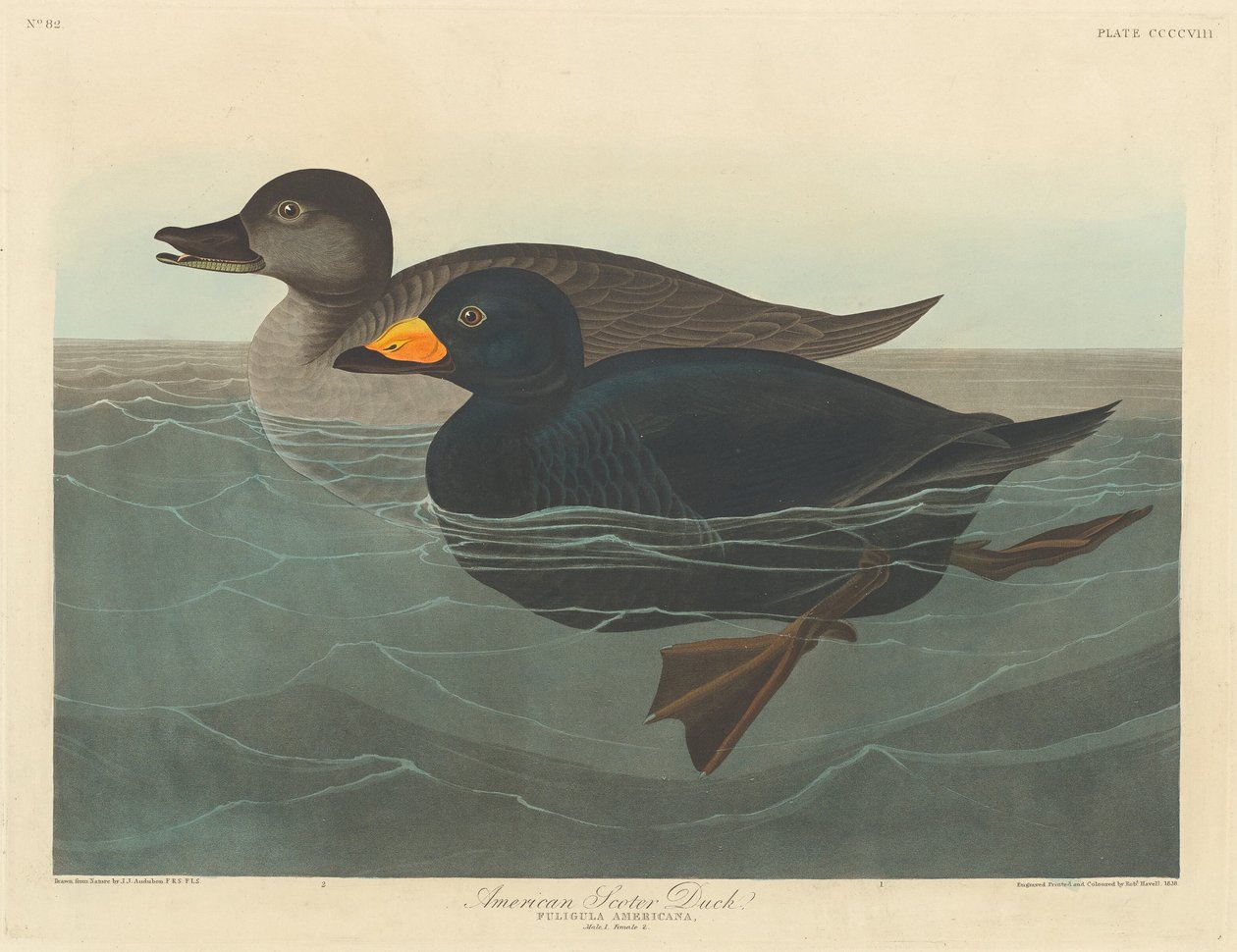 Pato Americano de Robert Havell after John James Audubon
