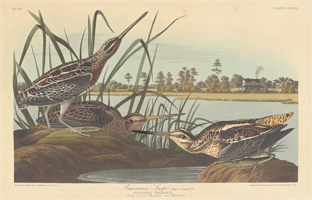 Narceja Americana de Robert Havell after John James Audubon