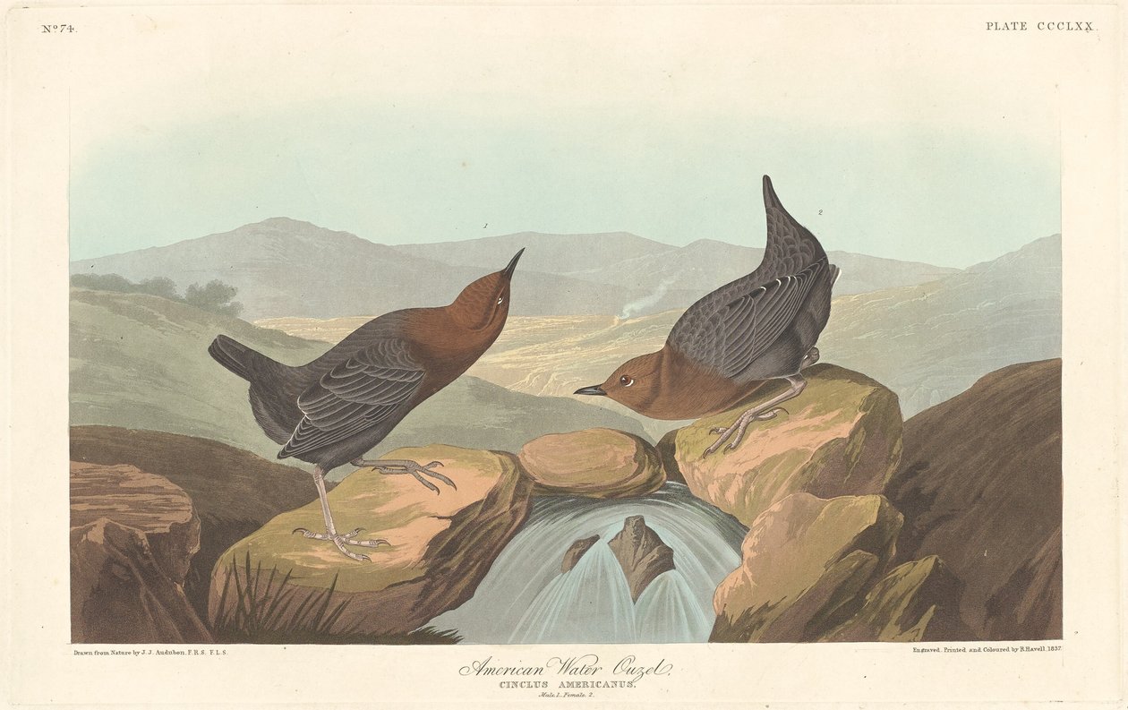 Ouzel de água americano de Robert Havell after John James Audubon